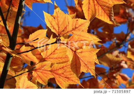 秋の御薬園・ウリハダカエデ（福島県・会津若松市） 71505897