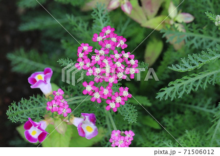 秋の花壇に咲くノコギリソウのピンクの花の写真素材