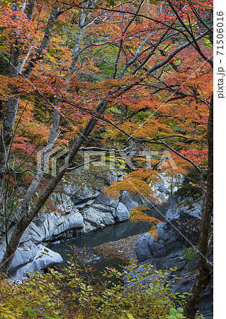 中津川と女郎もみじ/埼玉県秩父市(秩父多摩甲斐国立公園) 中津川と女郎もみじ/埼玉県秩父市(秩父多摩甲斐国立公園) 71506016