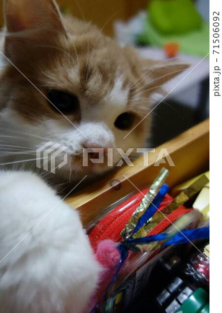 引き出しをあさる猫 71506092