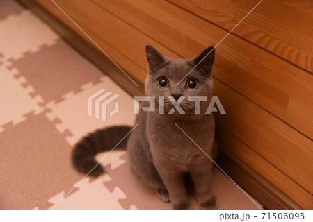 何かを訴えるような猫 71506093