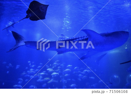 水族館 水族館 71506108