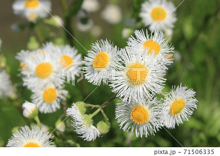 ハルジオンの花の写真素材