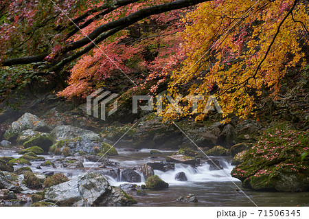 紅葉の綺麗な秋の渓谷の風景。 愛媛県の小田深山渓谷で撮影。 石鎚国立公園。 紅葉の綺麗な秋の渓谷の風景。 愛媛県の小田深山渓谷で撮影。 石鎚国立公園。 71506345