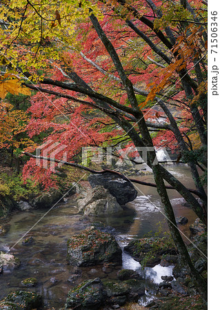 紅葉の綺麗な秋の渓谷の風景 愛媛県の小田深山渓谷で撮影 石鎚国立公園 の写真素材