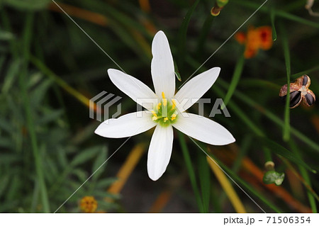 秋の花壇に咲くゼフィランサスの白い花の写真素材