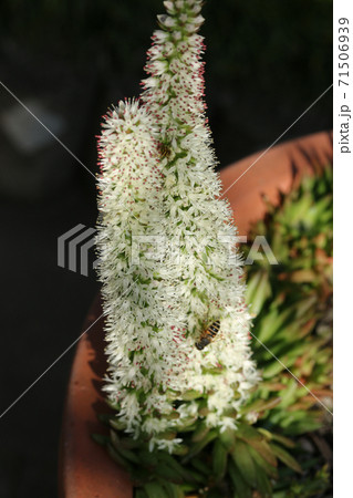 ツメレンゲの花 ツメレンゲの花 71506939