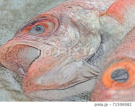 富山県産の刺身用「ノドグロ」色鉛筆画風 71506982