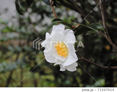 秋の白い山茶花の花 71507014