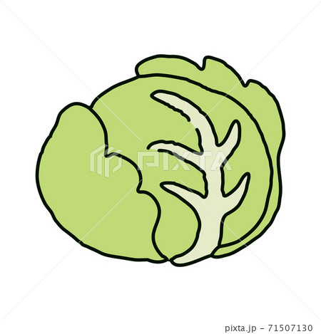 キャベツのイラスト素材