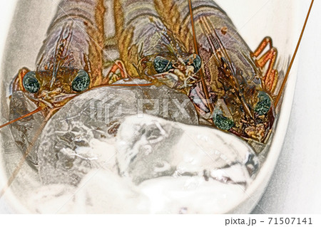 自宅での調理前のおがくずの付いた刺身用 養殖の車海老 色鉛筆画風のイラスト素材