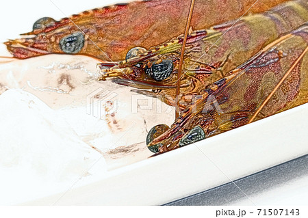 自宅での調理前のおがくずの付いた刺身用 養殖の車海老 色鉛筆画風のイラスト素材