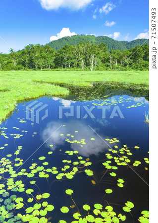 尾瀬ヶ原の池塘に浮かぶヒツジグサ 71507493