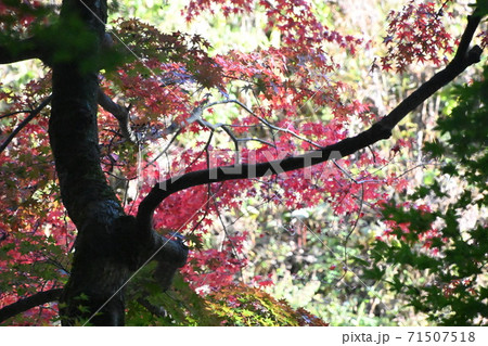 富士吉田浅間神社のピンクの紅葉 71507518