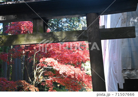 富士吉田浅間神社の紅葉 71507666