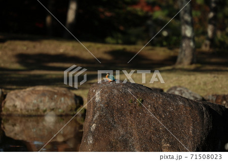 カワセミ カワセミ 71508023