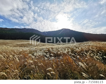 箱根仙石原すすき草原 71508115
