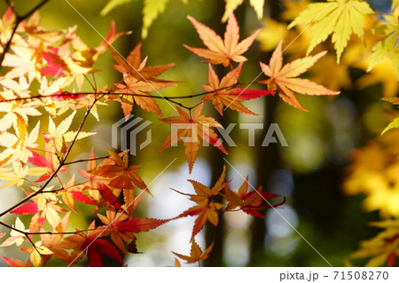 紅葉 71508270