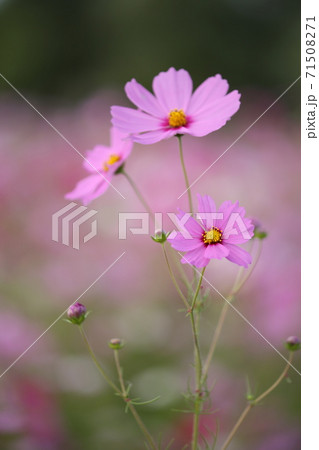 ピンクのコスモスのアップ ピンクのコスモスのアップ 71508271