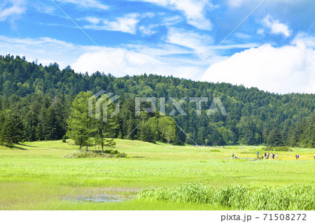 夏空広がる大江湿原　三本カラマツ 71508272