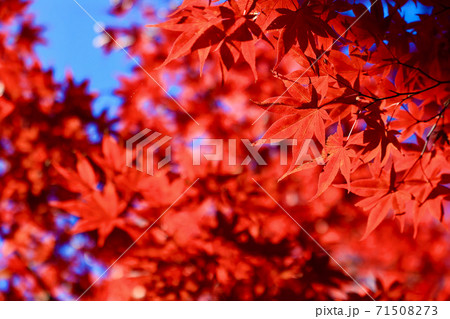 永源寺　もみじ寺　茨城県大子町 71508273