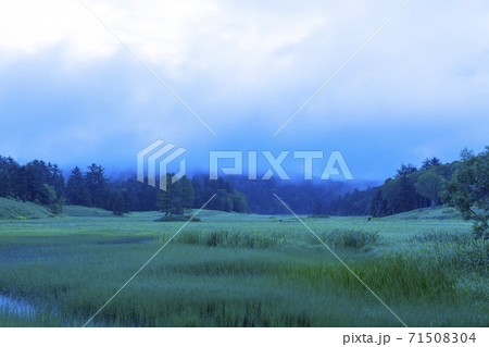 朝靄の大江湿原 71508304