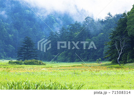 霧沸き立つ大江湿原 71508314