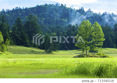 夏の大江湿原と三本カラマツ 71508316
