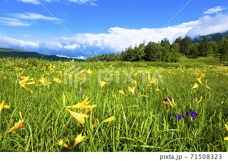 大江湿原を彩る満開のニッコウキスゲ 71508323