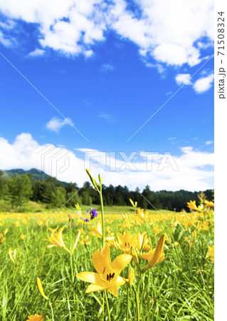 大江湿原を彩る満開のニッコウキスゲ 大江湿原を彩る満開のニッコウキスゲ 71508324