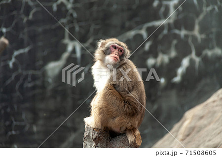 猿山の木立から仲間を見つめるニホンザル 猿山の木立から仲間を見つめるニホンザル 71508605