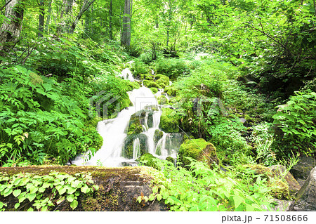 緑あふれる撫坂の清水 71508666