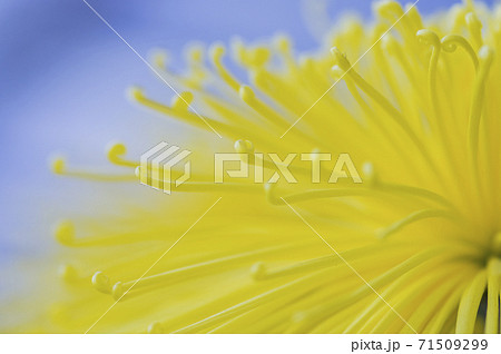 キクの季節　満開の菊　日本の美 71509299