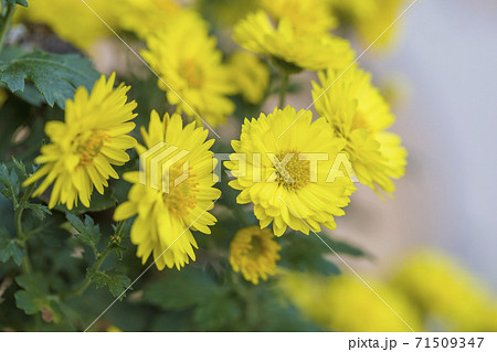 キクの季節 満開の菊 日本の美 キクの季節 満開の菊 日本の美 71509347