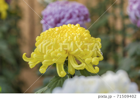 キクの季節 満開の菊 日本の美の写真素材