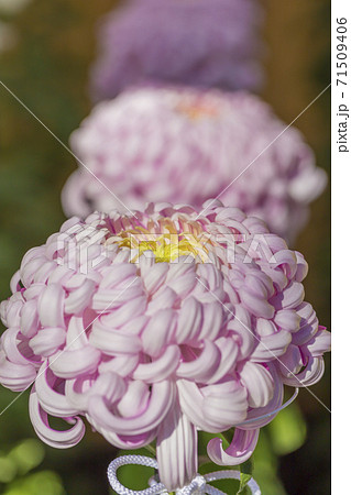 キクの季節　満開の菊　日本の美 71509406
