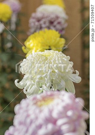 キクの季節 満開の菊 日本の美 キクの季節 満開の菊 日本の美 71509407
