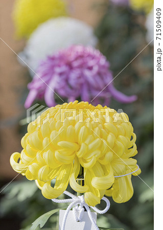 キクの季節 満開の菊 日本の美 キクの季節 満開の菊 日本の美 71509409