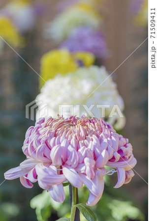 キクの季節 満開の菊 日本の美 キクの季節 満開の菊 日本の美 71509411