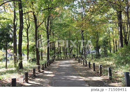 杉並区浜田山二丁目にある杉並区立柏の宮公園の園内の遊歩道と杭が並ぶ 71509451