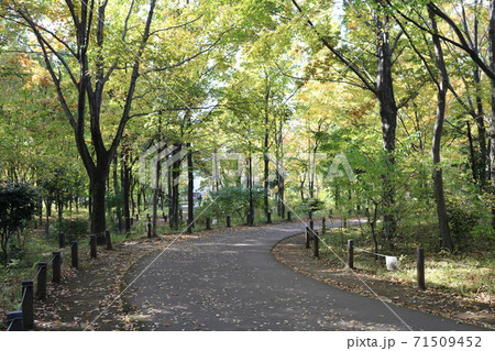 杉並区浜田山二丁目にある杉並区立柏の宮公園の園内の遊歩道の曲がり道の写真素材