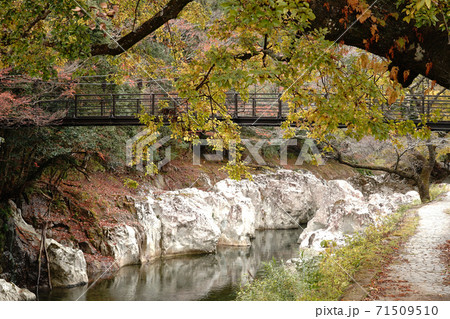 大分県の耶馬渓（やばけい）の猿飛千壺峡の秋風景 71509510