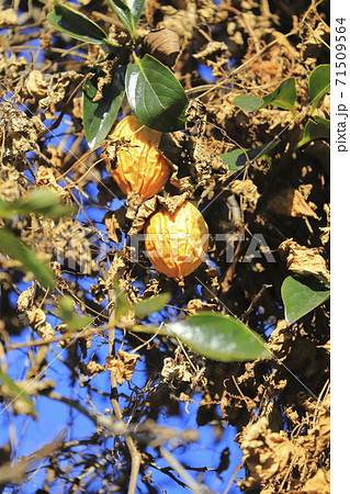 黄烏瓜（キカラスウリ）の実 71509564