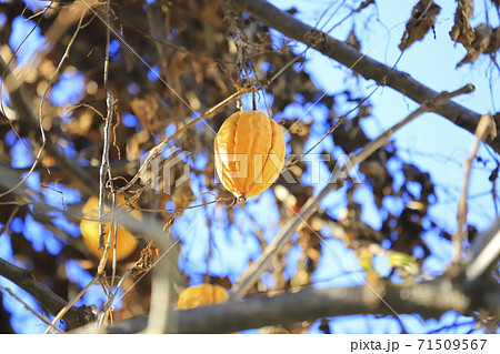 黄烏瓜（キカラスウリ）の実 71509567