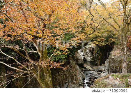大分県の耶馬渓(やばけい)の魔林峡の秋風景 大分県の耶馬渓(やばけい)の魔林峡の秋風景 71509592
