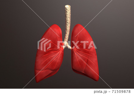 Human lungs in color background Human lungs in color background 71509878