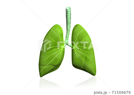 Human lungs 71509879