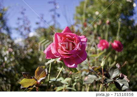 秋のバラ 品種 パローレの写真素材