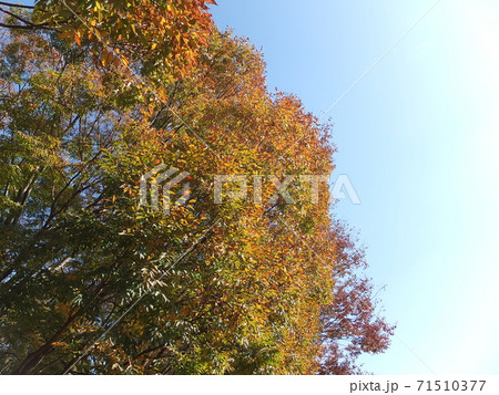 秋　ケヤキの紅葉 71510377