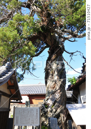 常行寺のビャクシン (和歌山市加太) 常行寺のビャクシン (和歌山市加太) 71510427